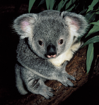 gtotem_koala - ursuleti koala