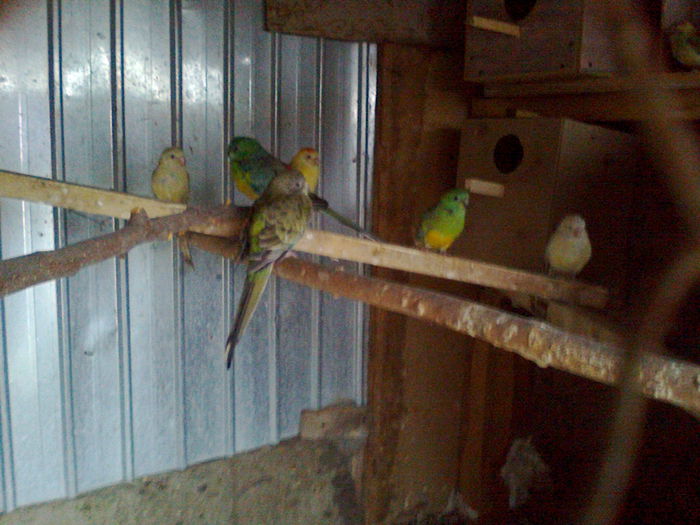 cantatori la gramada