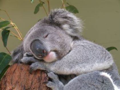 koala%20bear - ursuleti koala