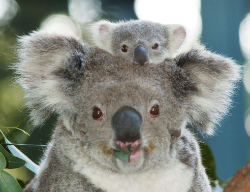 koala - ursuleti koala