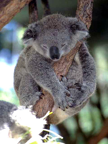 ZZZZzzzzZZZZzzzzz - ursuleti koala