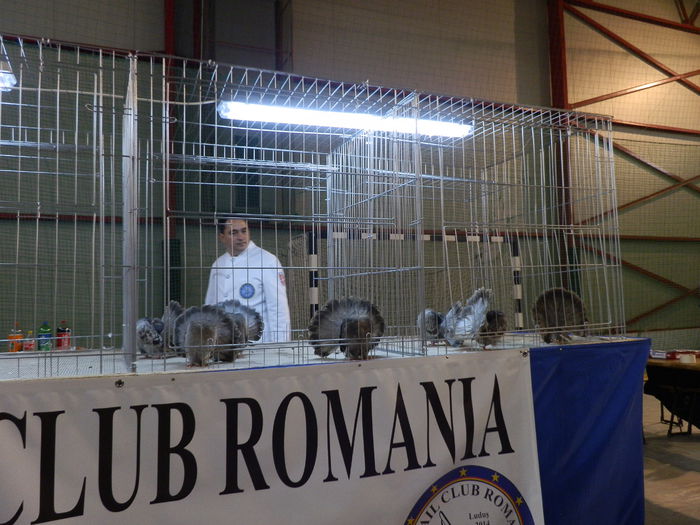 - FANTAIL CLUB ROMANIA-GRAND SHOW 2014