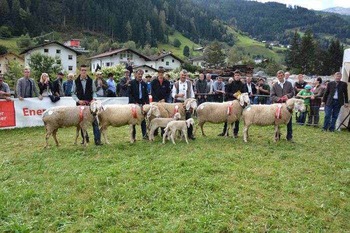 Astea sant oile lor si  se mandresc cu ele - Rase de oi si capre-Poze deosebite-4