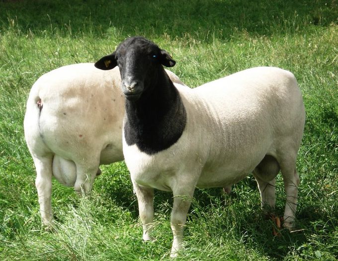 Berbeci Dorper grasuni-5 - Rase de oi si capre-Poze deosebite-4