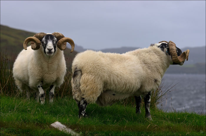 Berbecii draguti-76 - Rase de oi si capre-Poze deosebite-4
