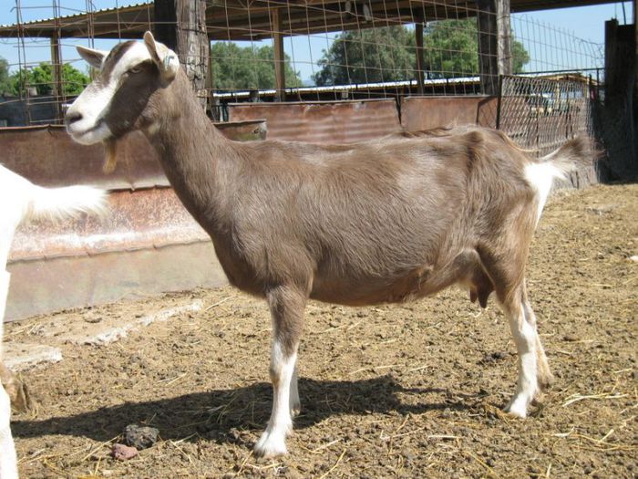 Caprtita tanara de Toggenburg