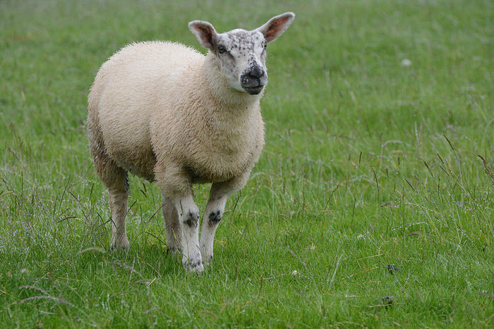 Mioara durdulie - Rase de oi si capre-Poze deosebite-4