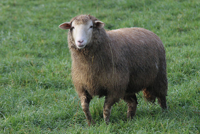 Oaia cu lana fina - Rase de oi si capre-Poze deosebite-4