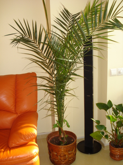 FASOLEA,CATARANDU-SE IN PALMIER:)