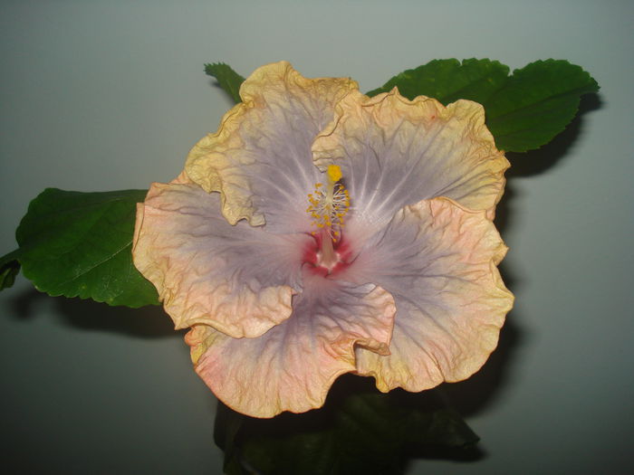 DSC09485 - Hibiscus Creole Lady