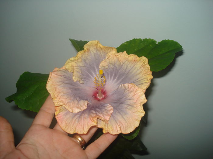DSC09487 - Hibiscus Creole Lady