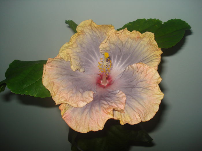 DSC09485 - HIBISCUS 2014