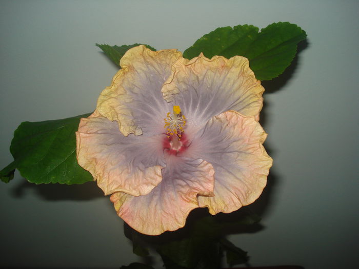 DSC09486 - HIBISCUS 2014