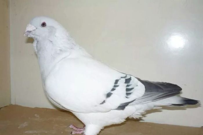 kalif o frumoas%u0103 amintire