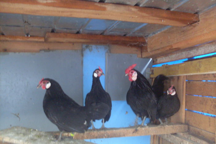 SDC11029 - GAINI BANTAM NEGRU -ROSECOMB