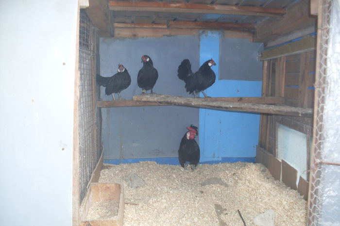 SDC11038 - GAINI BANTAM NEGRU -ROSECOMB