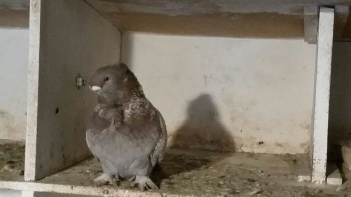 image - BelgiumLibiaShipment2014DEC22