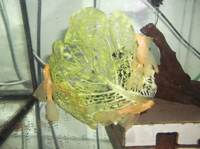 DSCF7146 - ancistrusi voalati