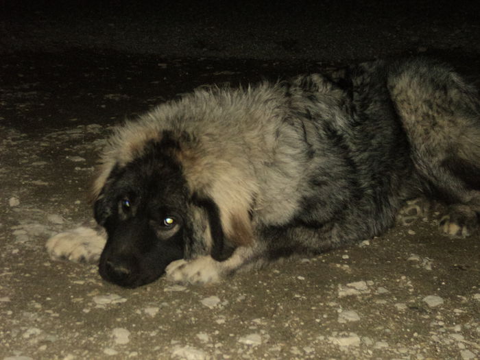 DSC08271 - TASHA si IGOR CIOBANESC CAUCAZIAN