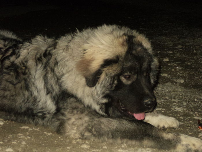 DSC08275 - TASHA si IGOR CIOBANESC CAUCAZIAN