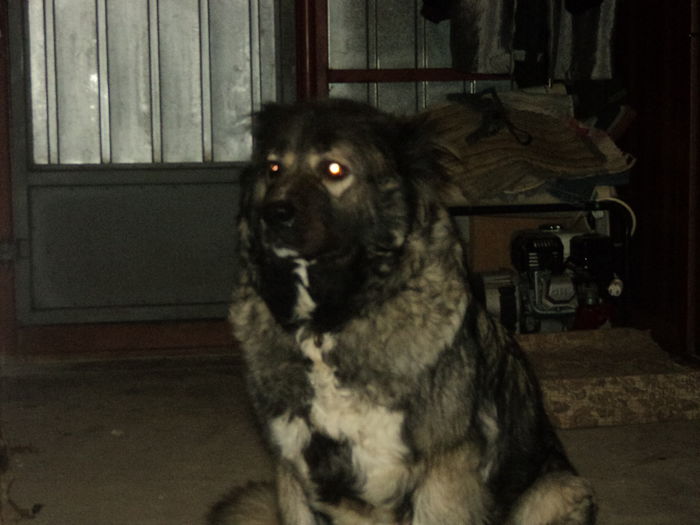 DSC08276 - TASHA si IGOR CIOBANESC CAUCAZIAN