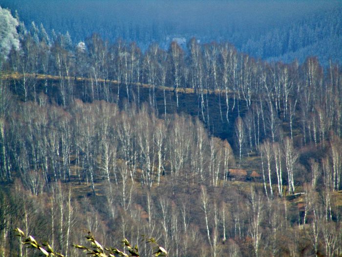 DSC00046 - Din Natura
