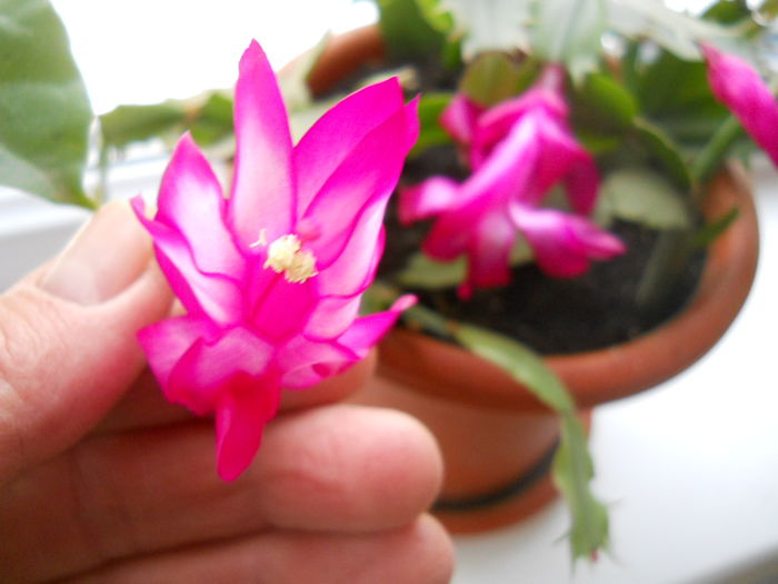 lila - Flori apartament