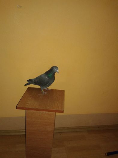 mascul negru 2006 - porumbei voiajori