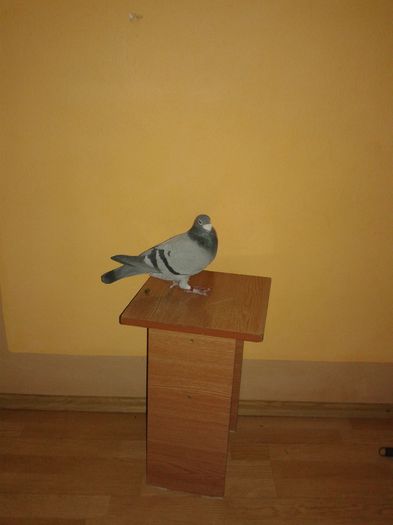 mascul 2003 - porumbei voiajori