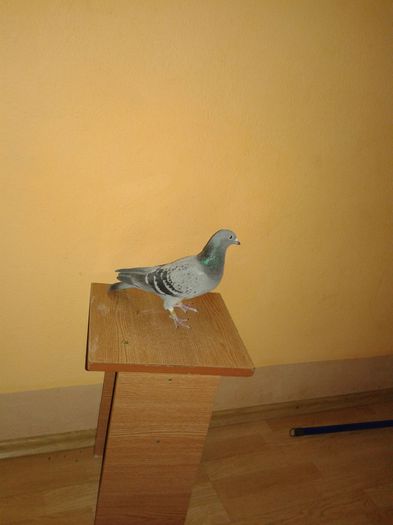 femela 2006 - porumbei voiajori
