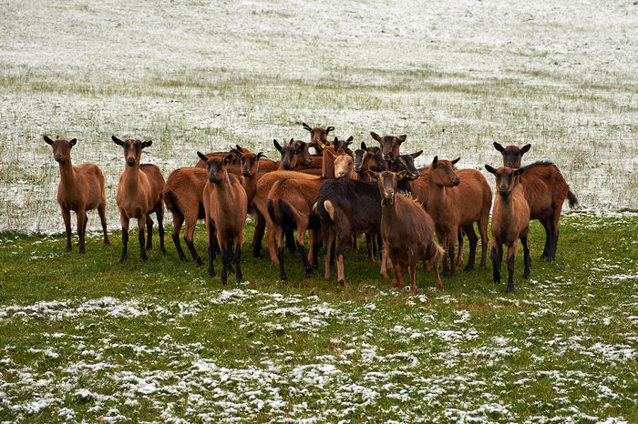 Grup de Alpine frumoase - Rase de oi si capre-Poze deosebite-4