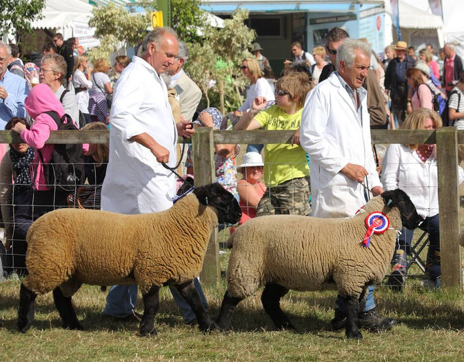 Suffolk la concurs - Rase de oi si capre-Poze deosebite-4