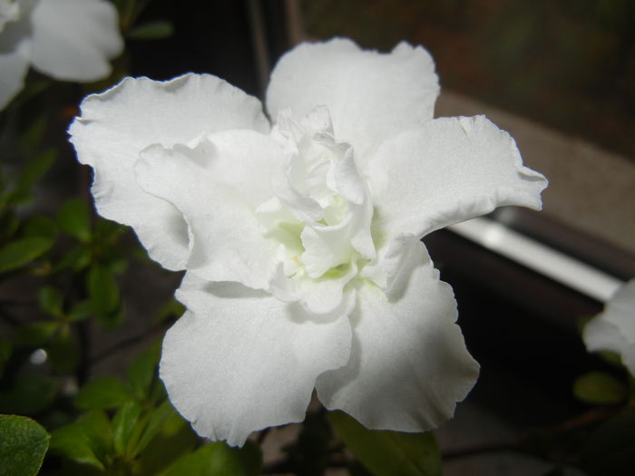 White Azalea (2014, December 07) - Azalea White