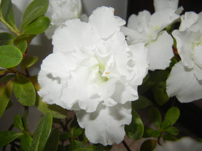 White Azalea (2014, December 07)