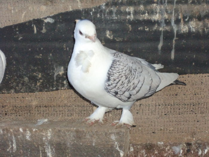 DSC03831