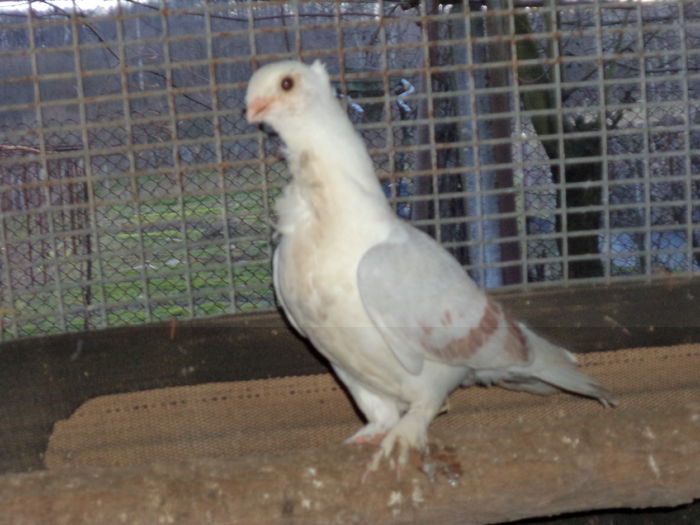 DSC03834