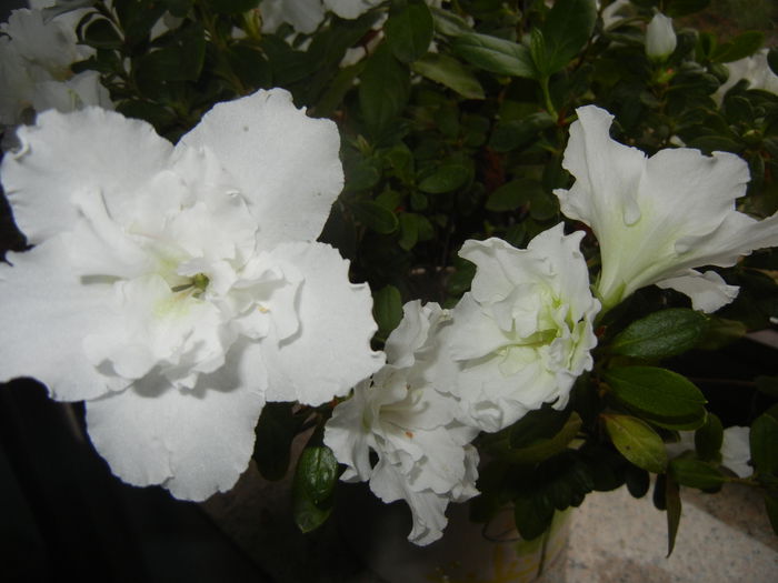 White Azalea (2014, December 07)