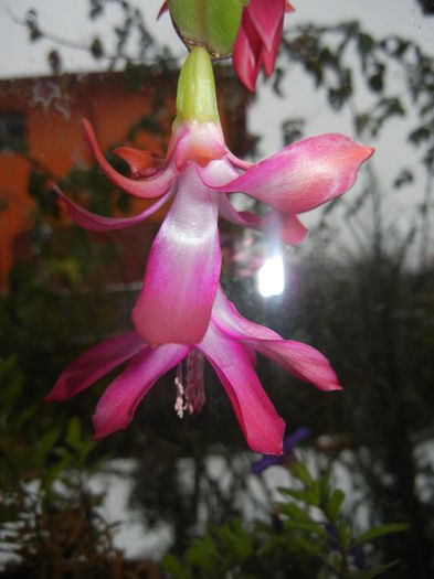 Pink Schlumbergera (2014, December 02)