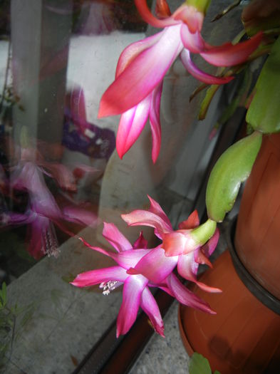 Pink Schlumbergera (2014, December 02)