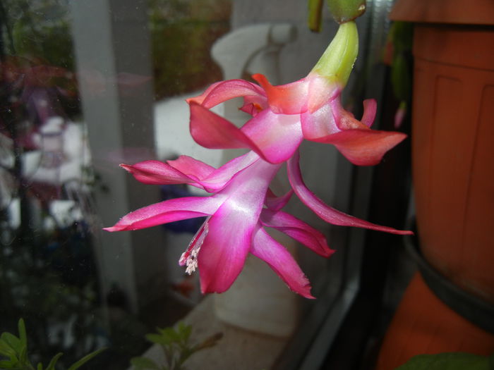 Pink Schlumbergera (2014, December 02)