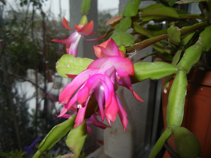 Pink Schlumbergera (2014, December 02) - Schlumbergera Pink