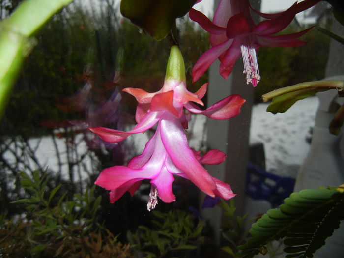 Pink Schlumbergera (2014, December 03) - Schlumbergera Pink