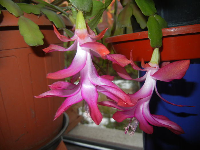 Pink Schlumbergera (2014, December 04)