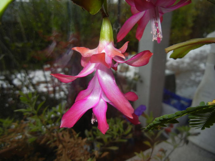 Pink Schlumbergera (2014, December 04) - Schlumbergera Pink