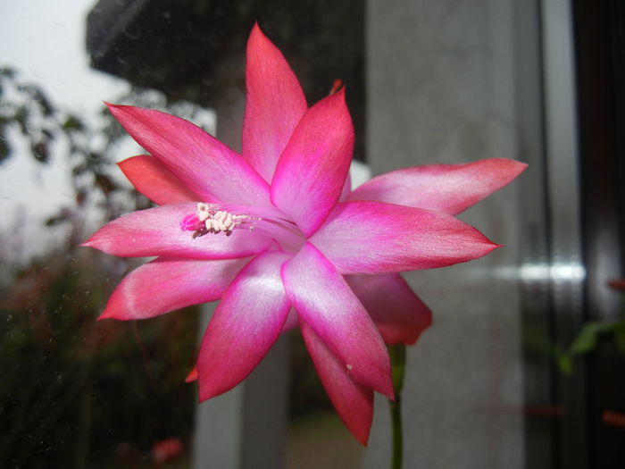 Pink Schlumbergera (2014, December 08) - Schlumbergera Pink