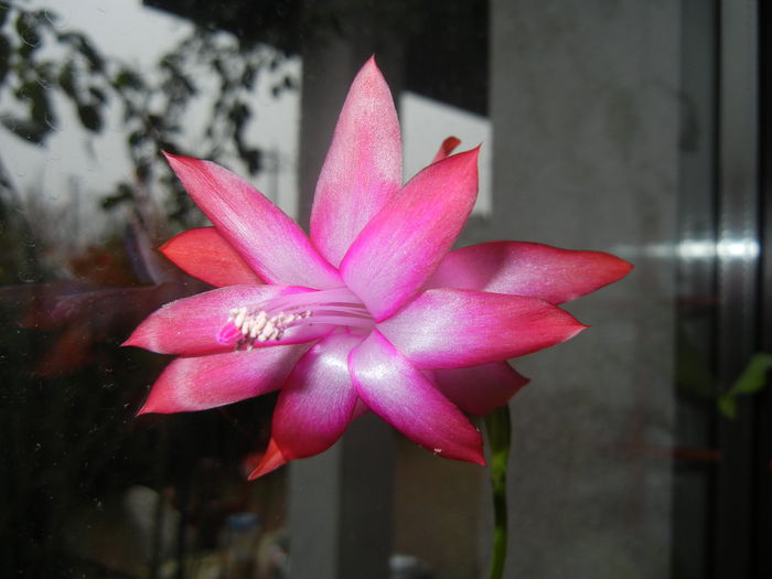 Pink Schlumbergera (2014, December 08) - Schlumbergera Pink