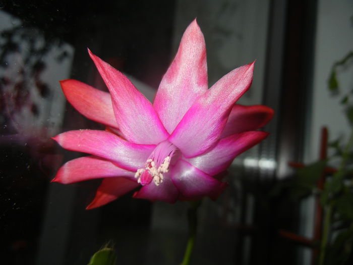 Pink Schlumbergera (2014, December 09) - Schlumbergera Pink