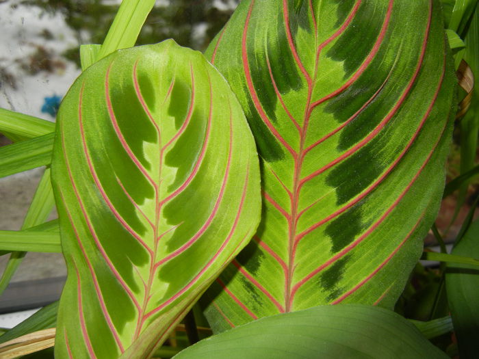 Maranta Erythroneura (2014, Dec.04) - Maranta leuconera Erythroneura