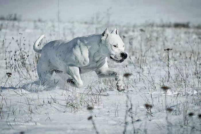 dog-argentinian