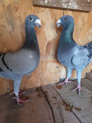 m 2014 ro -- f 2014 ro